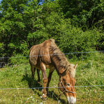 © modane-camping-les-combes - HMVT/B.Lemoine