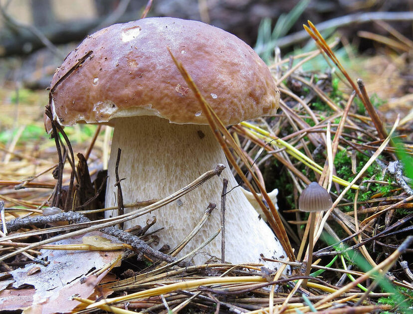 © Champignon - Annick Darier