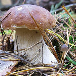 © Champignon - Annick Darier