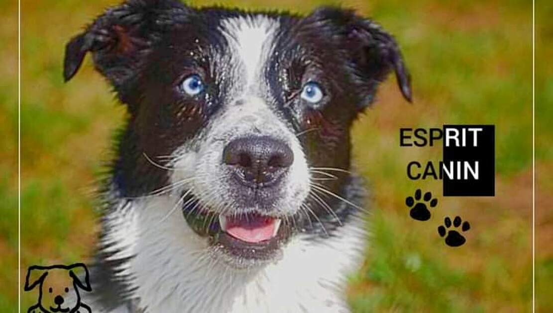 © Esprit Canin - Esprit Canin