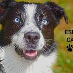 © Esprit Canin - Esprit Canin