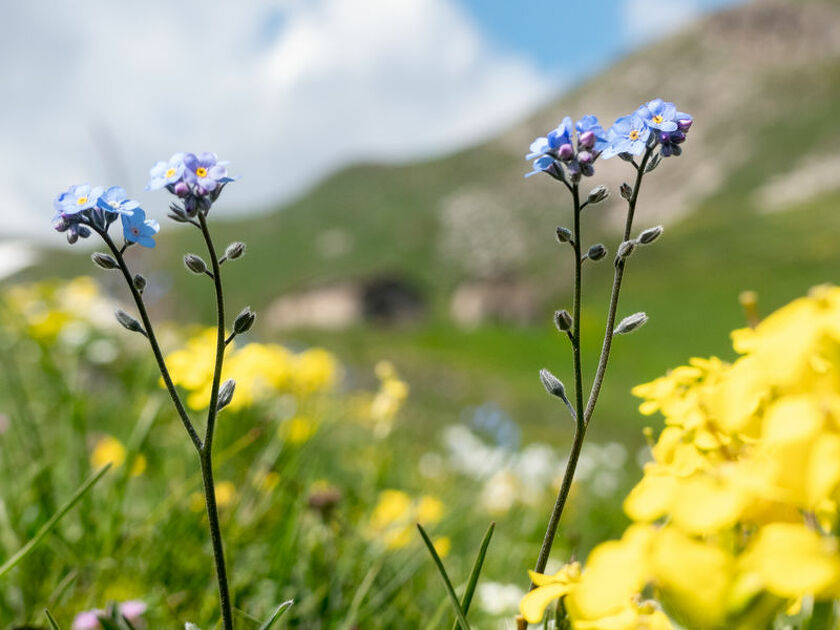 © fleurs de montagne - CCHMV APN