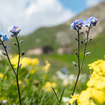 © fleurs de montagne - CCHMV APN