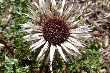 © SMBHMV Chardon - Annick Darier