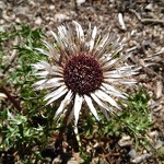 © SMBHMV Chardon - Annick Darier