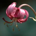 © Lys Martagon - Annick Derrier