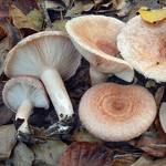 © Lactaires - Annick Derrier