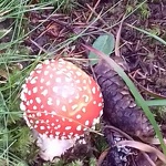 © Amanite César - Annick Derrier