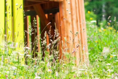 Cabane en prairie