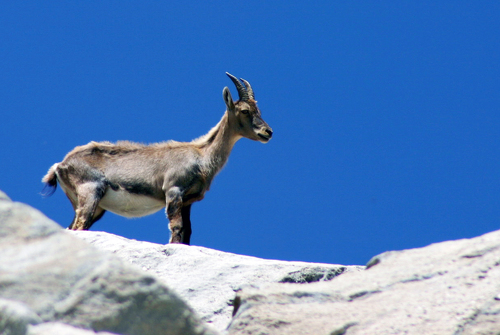 Parc National de la Vanoise
