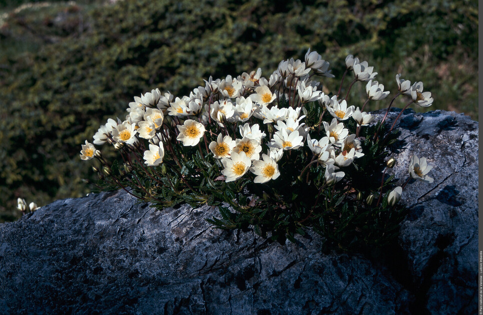 © Visite commentée de l'exposition "Coup de chaud sur les plantes arctico-alpines"_Modane - Ludovic Imberdis - Parc national de la Vanoise