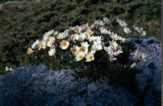 © Visite commentée de l'exposition "Coup de chaud sur les plantes arctico-alpines"_Modane - Ludovic Imberdis - Parc national de la Vanoise