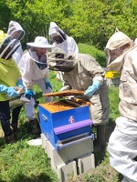 © Le Rucher des Allobroges - Section de Modane_Modane - Rucher des Allobroges