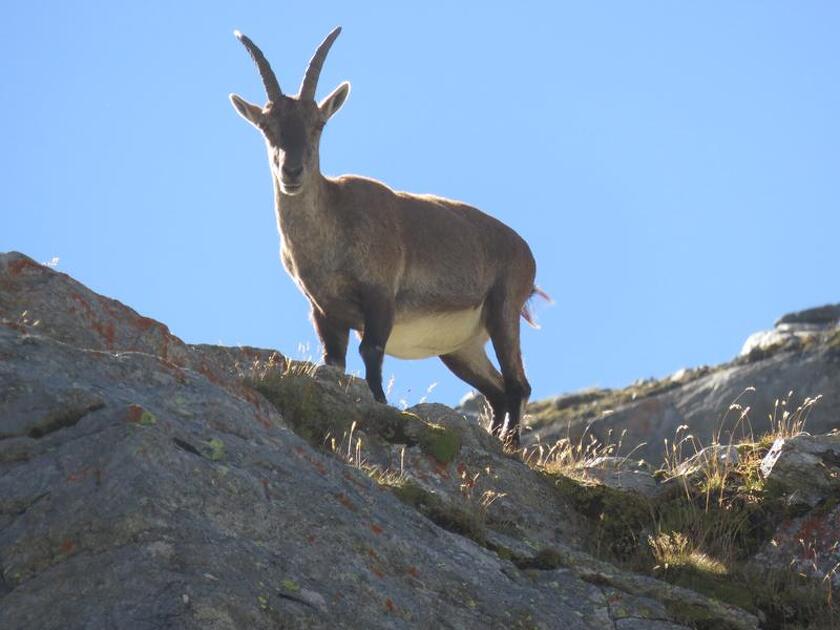 © observation animalière au lever du soleil_Modane - Thierry Bardagi