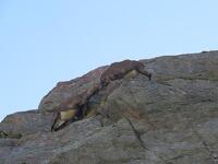 © observation animalière au lever du soleil_Modane - Thierry Bardagi