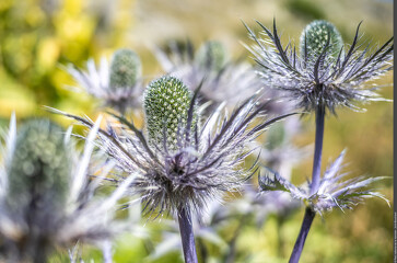 © Exposition De fleur en fleur_Modane - PNV-Joris BOUCHARD