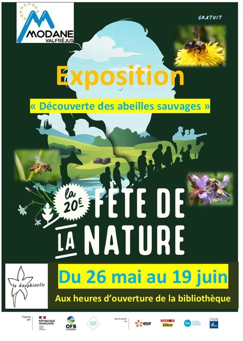 Exhibition: Discovering wild bees