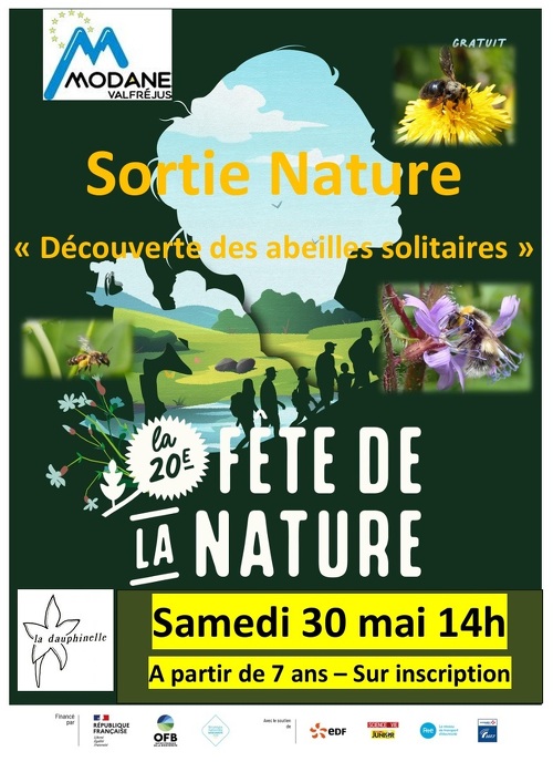 Nature outing: Discovering solitary bees