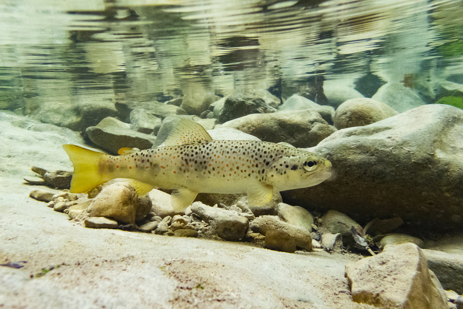 © Le Charmaix fishing park in Modane - FSPPMA - Laurent Madelon
